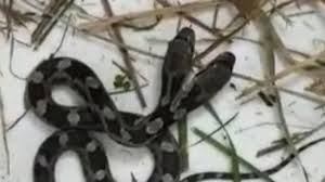 Mimpi ular hitam masuk rumah: Aneh Tapi Nyata Perempuan Ini Temukan Ular Berkepala Dua Kabar24 Bisnis Com