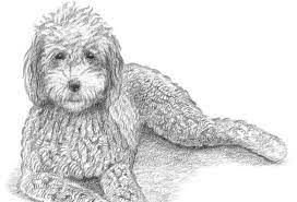 Draw a circle for the head connected to a bean shape for the body. How To Draw A Labradoodle Labradoodle Drawing Labradoodle Art Labradoodle Watercolor