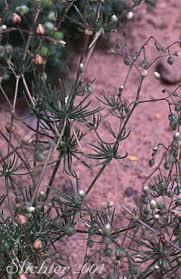 Image result for Spergula