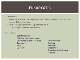 Plant cells mainly increase cell size by becoming larger. Whats The Difference Plant Animal And Bacterial Cells