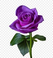 Maybe you would like to learn more about one of these? Purple Rose Purple Rose Flower Violet Png 600x900px Rose Blue Blue Rose Color Cut Flowers Download