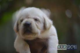 Puppies can go to their new homes when they are eight weeks of age. Labrador Puppies For Sale Near Lulu Mall Kochi Kochi Free Classifieds