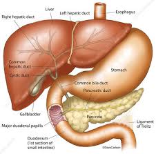 The liver is divided into segments in the horizontal plane by the right and left main portal veins, and in the vertical plane by the right, middle and left hepatic veins. Liver Stomach Pancreas And Gallbladder Illustration Stock Image C043 4833 Science Photo Library