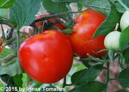 The definitive site for reviews, trailers, showtimes, and tickets. Ljana Busch Hange Tomaten Tomaten Samen Irinas Tomaten