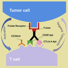 De eerste drie vergelijkbare hashtags van bernali zijn bernali,. Self Assembled Multivalent Aptamer Nanoparticles With Potential Car Like Characteristics Could Activate T Cells And Inhibit Melanoma Growth Sciencedirect