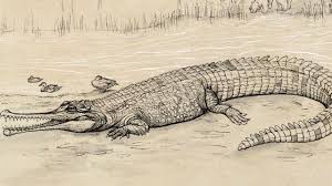 There is estimated to be around 100,000 saltwater crocodiles in the wild in the nt. Qld Palaeontologists Discover A New Giant Species Of Prehistoric Freshwater Crocodile The Courier Mail