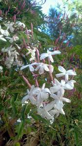 It is to be noted that. Jasmine Flowers This Variety Of Jasmine Is Highly Valued In Sri Lanka For It S Beauty And Fragrance Fragrant Flowers Jasmine Flower Beautiful Flowers