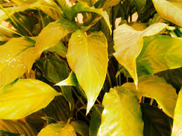 When the soil is constantly wet due to overwatering, the roots suffocate and suffer root rot. Why Peace Lily Leaves Turning Yellow Plant Index