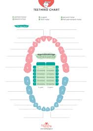 Teething Chart Kozen Jasonkellyphoto Co