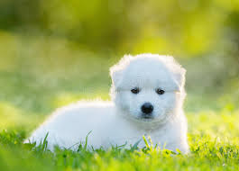 The samoyed has a bright, outgoing personality that's hard to match. Samoyed Mix Photos Free Royalty Free Stock Photos From Dreamstime