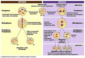 Biology Exams 4 U Difference Between Mitosis And Meiosis