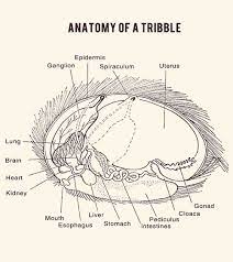 Anatomy Of A Tribble Star Trek Funny Star Trek Art Star Trek