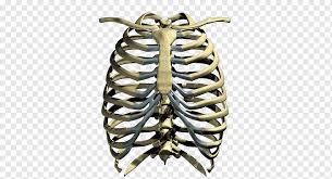 The rib cage, shaped in a mild cone shape and more flexible than most bone sets, is made up of varying elements such as the thoracic vertebra, 12 equally paired ribs, costal cartilage, and held together anteriorly by the sternum. Human Skeleton Rib Cage Rib Cage S Human Body Metal Bone Marrow Png Pngwing