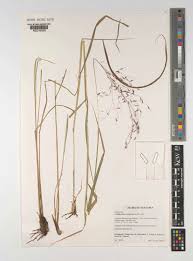 Image result for Capillipedium