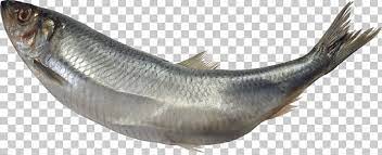 Fish Png Fish Fish Png Colorful Fish