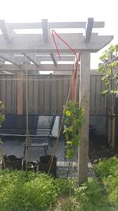 Image result for pruning grapes on a pergola