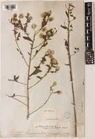 Image result for Blumea adamsii