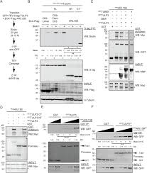 Compare pay for popular roles and. Interactions Between Tulp3 Tubby Domain Cargo Site And Arl13b Amphipathic Helix Promote Lipidated Protein Transport To Cilia Biorxiv