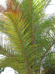 Image result for Raphia farinifera