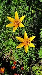 Check spelling or type a new query. Lily Yellow Flower Twisted Metal Stem Rustic Garden Stake Lilies Sculpture Old Smithy North Lincs