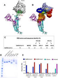 Tambah 6.594 kasus, hindari kerumunan. The Receptor Binding Domain Of The Viral Spike Protein Is An Immunodominant And Highly Specific Target Of Antibodies In Sars Cov 2 Patients Science Immunology