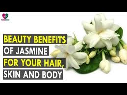 Search for jasmine flower in these categories. Jasmine Flower Wholesale Price Mandi Rate For Jasminum Sambac In India