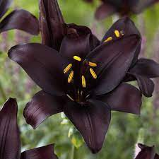 Broken pattern stripe spots daylilies. Black Pearl Asiatic Lily Bulbs Lilium Black High Country Gardens