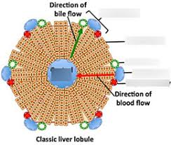 Anatomically, the liver is a meaty organ that consists of two large sections called the right and the left lobe. Hepatic Lobule Diagram Quizlet