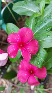 My Vinca Lotus Flower Pictures Beautiful Flowers Beautiful Flowers Wallpapers