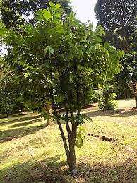 Image result for Annickia ambigua