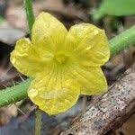 Image result for Cucumis sacleuxii