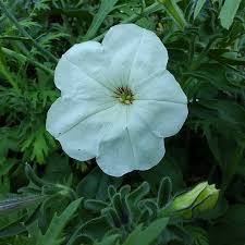 Image result for Petunia axillaris