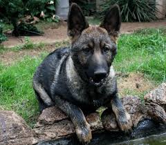 Are sable german shepherds unique from other german shepherds in any other ways? Black Sable German Shepherd Puppies For Sale Petsidi