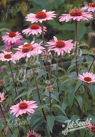 Image result for Echinacea purpurea `Magnus`