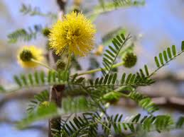 Image result for Acacia farnesiana