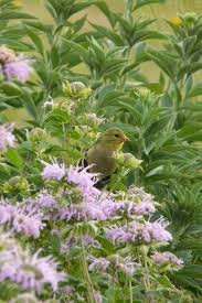 Image result for Monadenium herbaceum