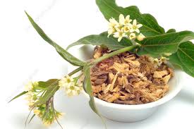 Image result for Vincetoxicum conspicuum