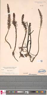 Image result for Ancylobothrys amoena