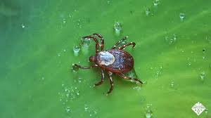 Image result for Rickettsiae