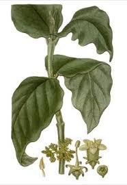 Image result for Vangueria esculenta