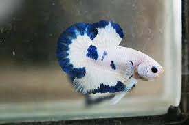 A metallic covering over lighter body colors may be what about beautiful bettas that do not fall into an established category? Ohmpk Blue Rim Marble Full Banding