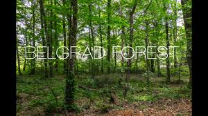 We also offer service and parts, and are located within easy distance of manhattan, four corners, chestnut and belgrade. Belgrad Forest Istanbul On Foot Ep 01 Youtube