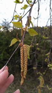 Elva Miljon"-i 8.-nda nädala kokkuvõte