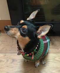 Christmas Jumper Day Doberman Pinscher Miniature Pinscher Pinscher