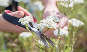 How To Make Yarrow Tea Yarrow Health Benefits Herbal Remedies Azure Standard