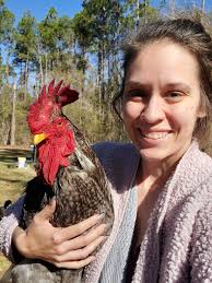 Rooster missing in Manchester area