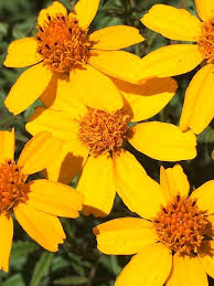 Image result for tagetes)