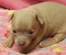 Facts About Baby Chihuahuas | Cuteness