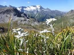 Edelweiss I Purchased The Sterling Silver Pin Paesaggi Foto Immagini