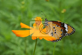 Maybe you would like to learn more about one of these? Butterfly Flower Insect Nature Monarch Macro Orange Garden Fototapete Fototapeten Farbe Schwarz Bug Myloview De